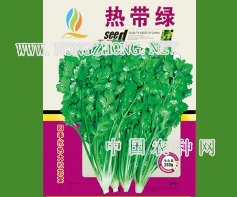 热带绿香菜种子